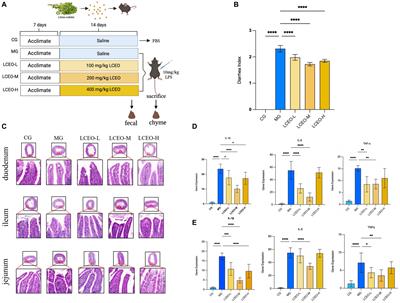 Therapeutic potential of Litsea cubeba essential oil in modulating inflammation and the gut microbiome